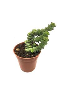 LEVANT Crassula Marnieriana Sukulent Yeni Seri