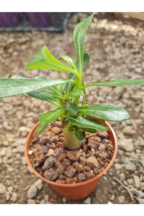 Astro Kaktüs Sukulent Adenium Obesum Çöl Gülü