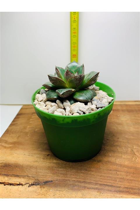 foliumbotanik Echeveria Purpussorum Sukulent