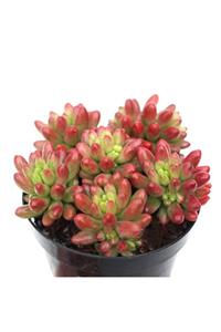 OSKARYUM Sedum Aurora Sukulent