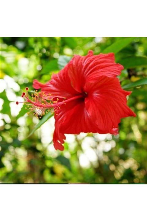 ALİBOTANİK Alacalı Japon Gülü Çiçeği Kırmızı Hibiscus