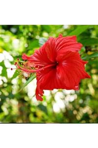 ALİBOTANİK Alacalı Japon Gülü Çiçeği Kırmızı Hibiscus
