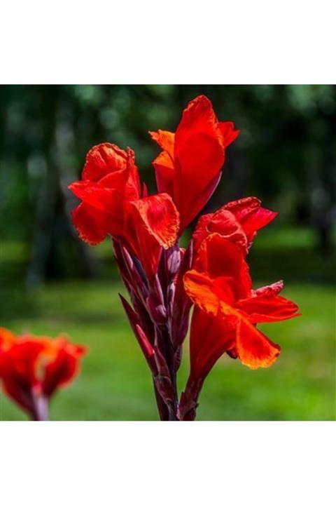 ALİBOTANİK Kana Çiçeği Tesbih Çiçeği Rengarenk 50 Cm