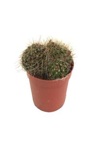 Palmiye Mammillaria Glochidiata 5,5 cm Saksıda