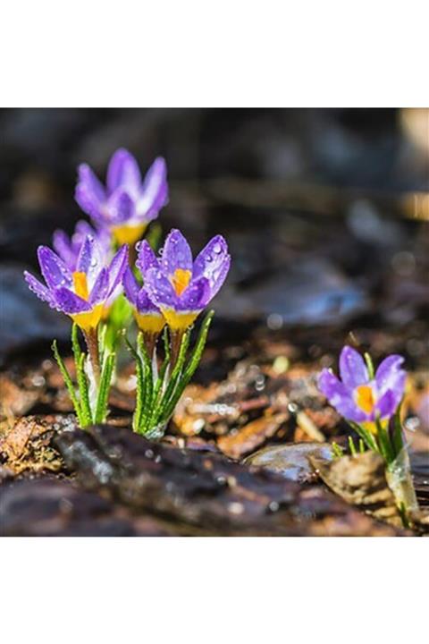 ŞİFAGIDA Safran Soğanı 50 Adet