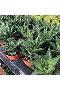 İdeaPazar Haworthia Limifolia Sukulent (5.5 Luk Saksıda)