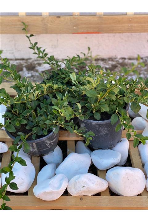 BERR BOTANİK PEYZAJ Dağ Muşmulası Taş Elması Cotoneaster 3 Adet