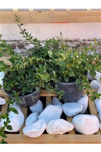 BERR BOTANİK PEYZAJ Dağ Muşmulası Taş Elması Cotoneaster 3 Adet
