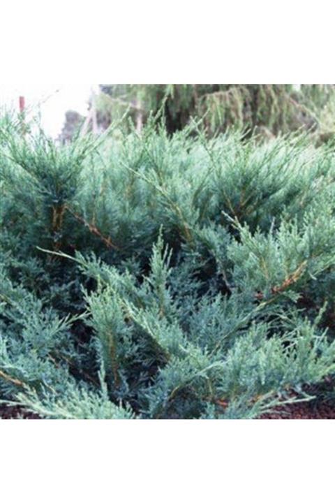 ALİBOTANİK Sabin Ardıç Fidanı Juniperus Sabina