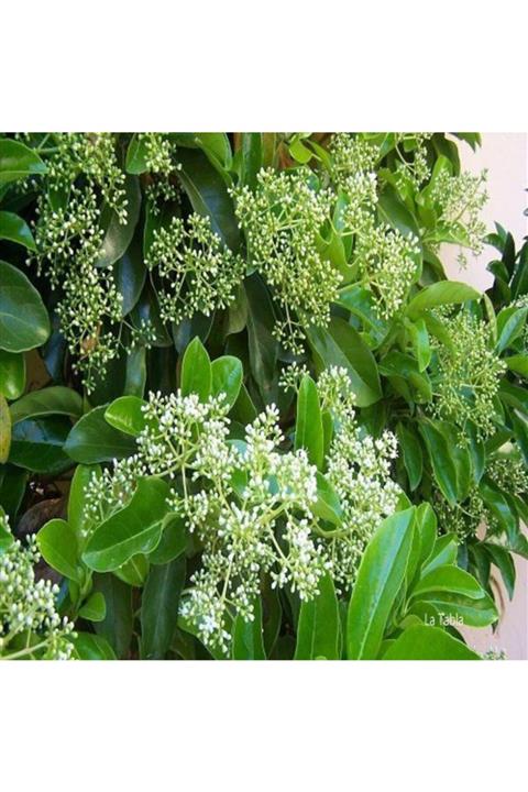 ALİBOTANİK Lusidum Lucidum Kartopu Bitkisi