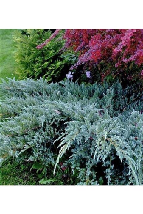 ALİBOTANİK Mavi Ardıç Fidanı 35 Cm Juniperus Sabina Blue