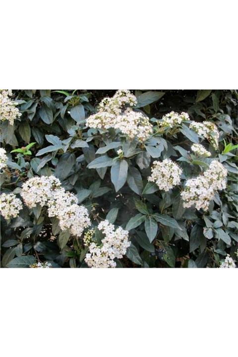 1001fidan Viburnum Tinus Kış Kartopu Fidanı 120-150cm