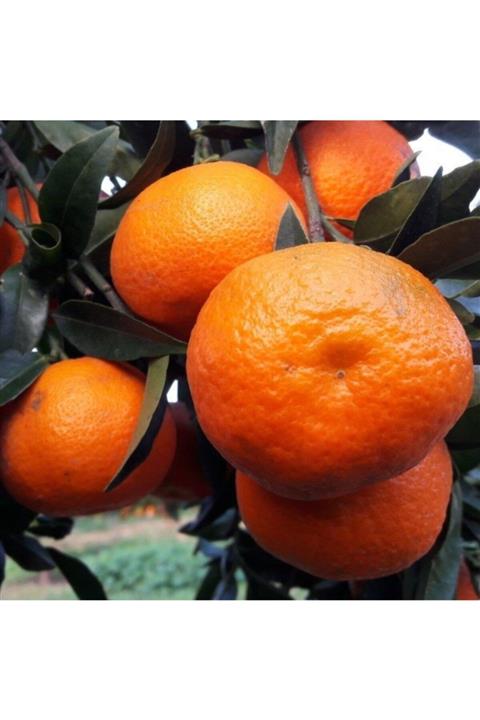 ruzgarbotanik Mandalin Fidanı Saksılı 100cm 120 Cm Saksılı