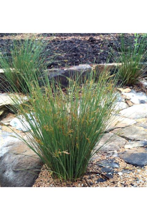 fidanistanbul Juncus Effusus Has Kofa Sazı, Saksıda