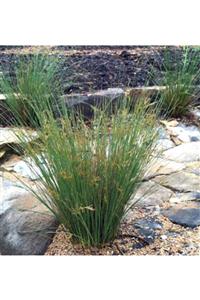 fidanistanbul Juncus Effusus Has Kofa Sazı, Saksıda