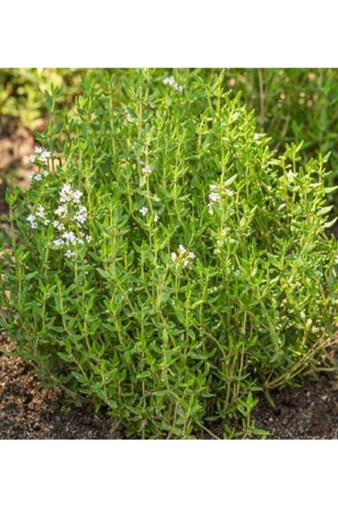 ALİBOTANİK Kekik Fidanı Bol Şifalı 25 Cm