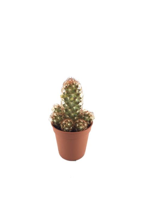 Betonish Mammillaria Elongata 'copper King' - Kaktüs