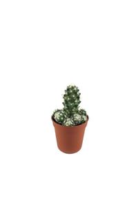 Betonish Mammillaria Elongata - Kaktüs