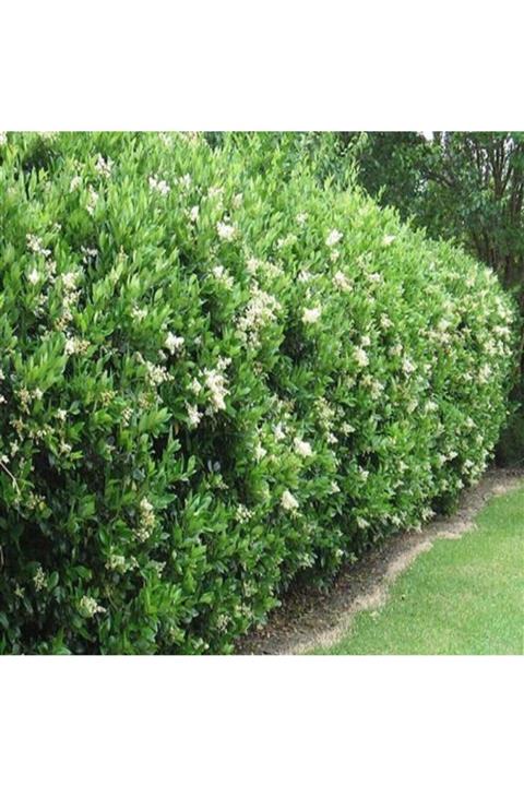 ALİBOTANİK Ligustrum Lüküstürüm Fidanı Bitkisi