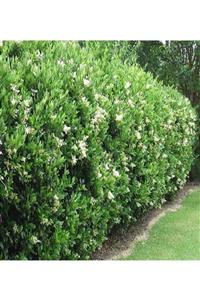 ALİBOTANİK Ligustrum Lüküstürüm Fidanı Bitkisi 100 cm