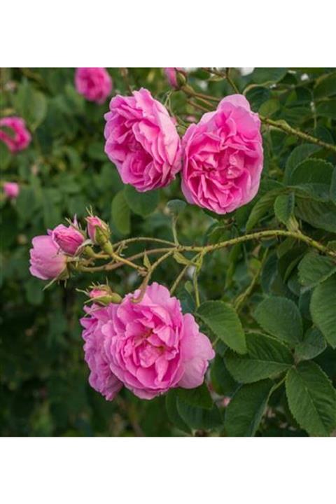 ALİBOTANİK Isparta Gülü Fidanı Hakiki Kokulu 50 Cm