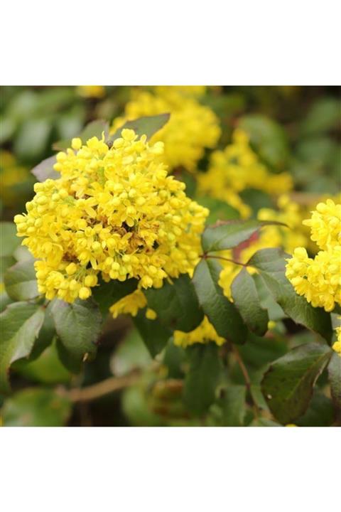 ALİBOTANİK Mahonya Çalısı 25 cm Mahonia Aquifolium