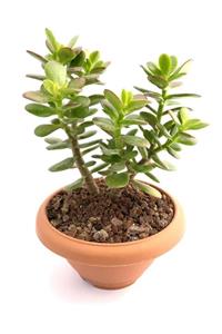 ünal kaktüs Crassula Ovata Minor (18 Cm) (sukulent)