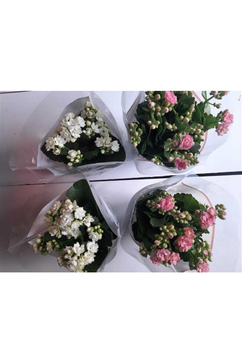 huzurbotanik Kalanchoe