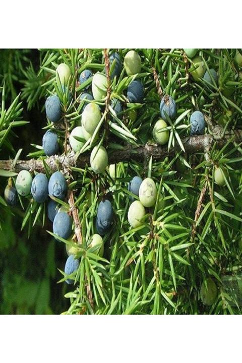 ALİBOTANİK Kırmızı Ardıç Ağacı 40 Cm