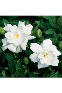 1001fidan Gardenia Jasminoides Gardenya Fidanı 10-20cm