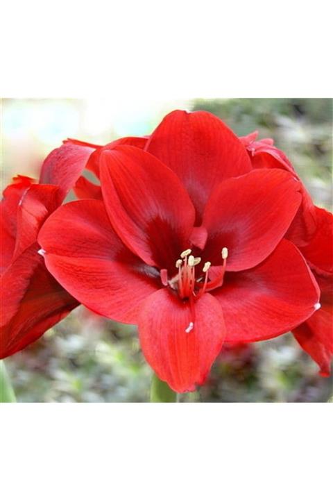 1001fidan Hippeastrum Liberty Amaryllis Soğanı 0-40cm