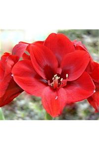 1001fidan Hippeastrum Liberty Amaryllis Soğanı 0-40cm