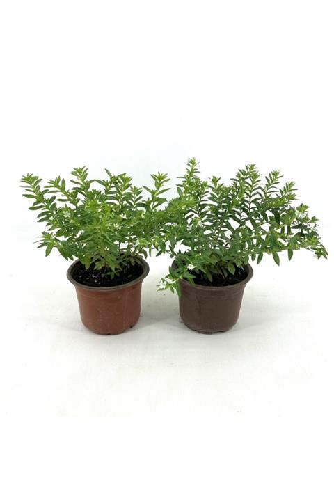 My Botanik Kufeya-beyaz Çiçekli 20-25 Cm-2'li