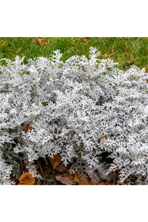 ALİBOTANİK Bahçe Külü Çiçeği 40 Cm Senecio Cineraria