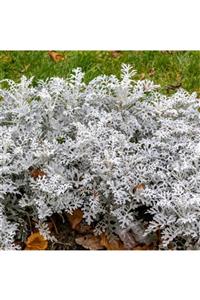 ALİBOTANİK Bahçe Külü Çiçeği 40 Cm Senecio Cineraria