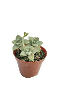 Sukulent Bahçem Graptopetalum Paraguayense - Bol Yavrulu (8,5 Cm)