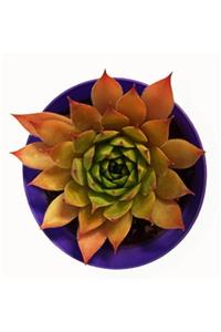 GoldLotus Sempervivum Jeanne D Arc 5,5 cm Saksıda