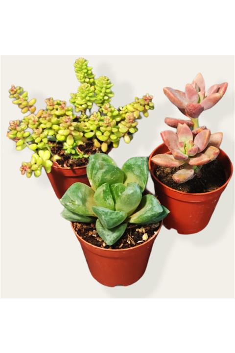 GoldLotus 3'lü Sukulent ve Sedum Mix Set Teraryum Malzemeleri