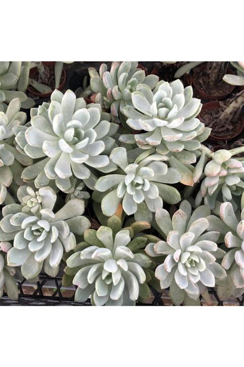 İdeaPazar Sarı Çiçekli Graptoveria Opalina Sukulent 5.5 Luk Saksıda