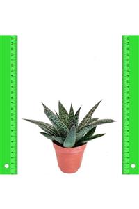 İdeaPazar Gasteraloe Flow Howarthia Sukulent (5.5 Luk Saksıda)