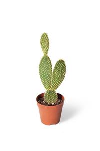 MB BOTANİK Opuntia Microdays Yellow- Tavşan Kulağı Kaktüs Sarı Tüylü Kaktüs 5,5 Cm