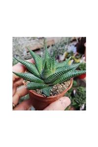 TROPİKAL Kaktüs Haworthia ( Zebra Kaktüs ) 1 Adet Saksı (10 Cm)