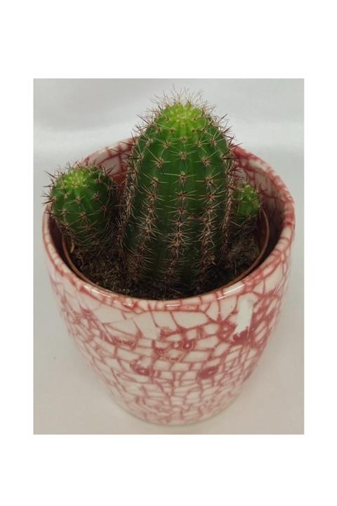 Asya Kırmızı Çatlatma Desenli Seramik Saksıda Kaktüs Çiçeği 6-6 cm