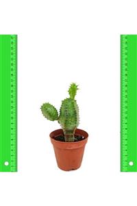 İdeaPazar Euphorbia Pseudoglobosa Yavrulu Büyüyen Kaktüs 5.5luk Saksıda