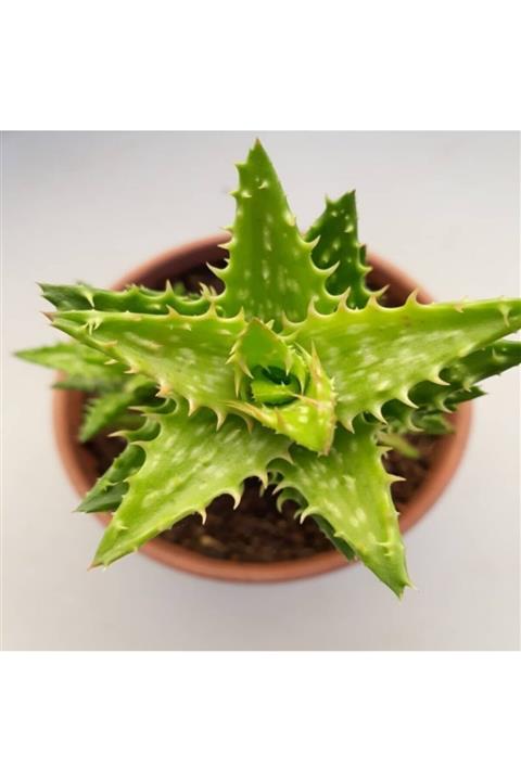 İdeaPazar Aloe Zanzibarica Sukulent (5.5 Luk Saksıda)