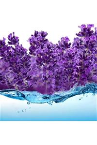 Mimoza Bitki Market Lavanta Suyu 5000 ml Lavander Water