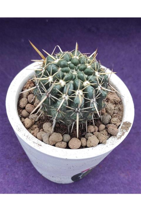 Pagoda Kaktüs 7 cm Toprak Saksıda