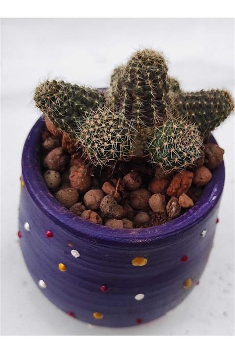 Pagoda Rebutia-6.5 Cm Saksı-ref 13b/17