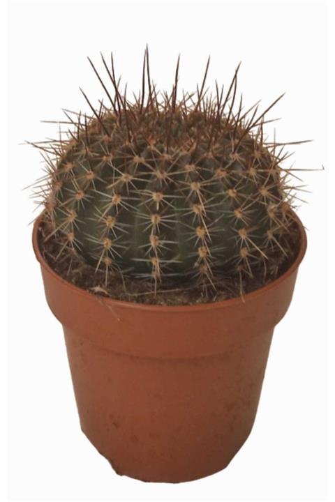 DİLEK DÜKKANI Saksıda Mammillaria Miegeana Kaktüs Model No:1112