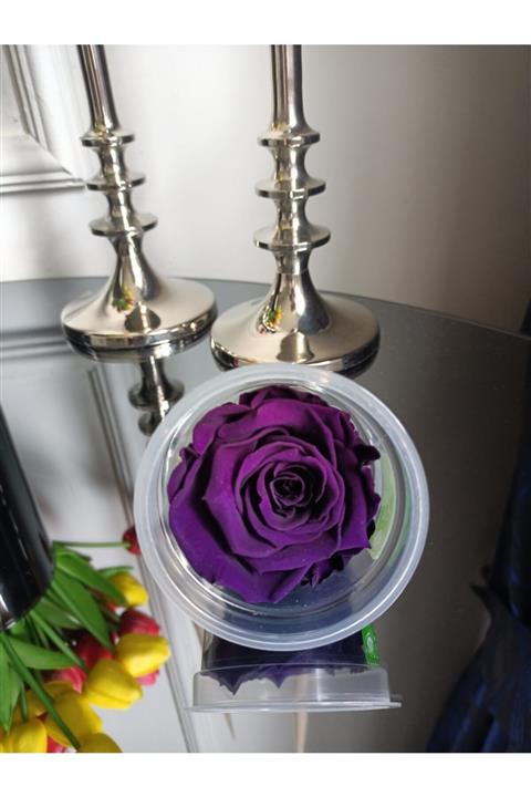 MELT HOME DESİGN Mor Solmayan Ekvator Gülü